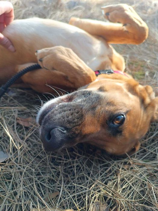 Alma - suczka szuka domu