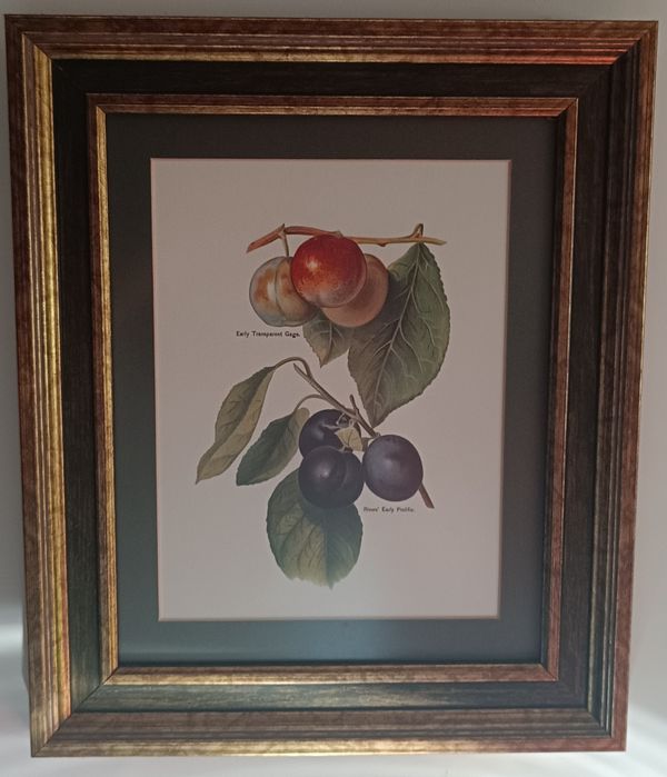 Conjunto de quadros com gravuras de frutos