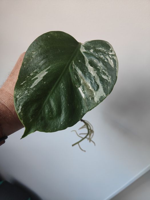 Vendo corte monstera albo variegata já com raiz e rebento..
Já te