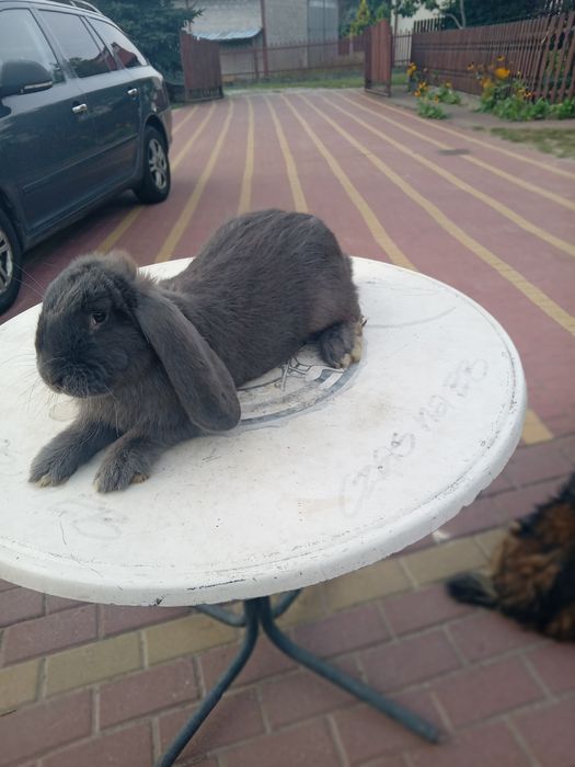 Samiec mieszany  Srokacz Niem/Baran Francuski