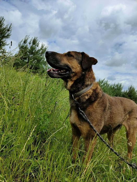 Wygląd arystokraty i wrażliwa, delikatna poetycka dusza, która pragnie miłości człowieka- Rum do adopcji