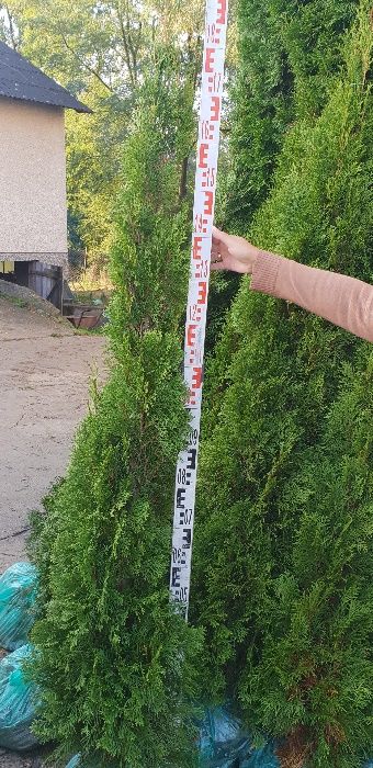 Tuja szmaragd 180 - 200 cm