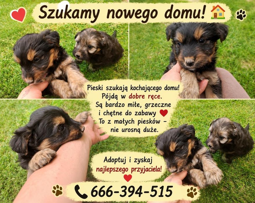 OddamPieski w dobre ręce