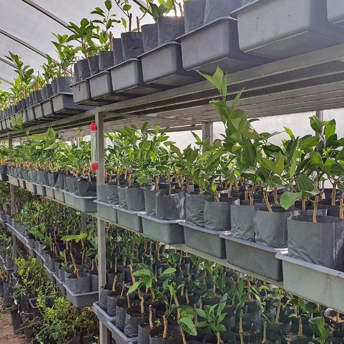 Лимон низкорослый комнатный "Nano"