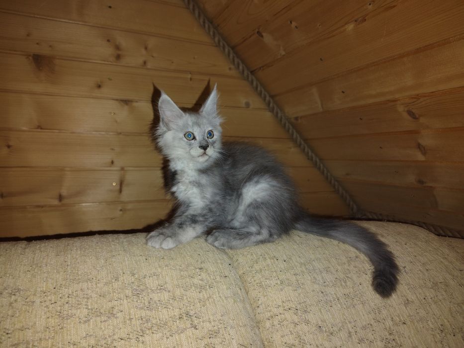 Maine coon, olbrzymi kot, kocur