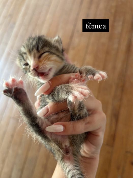 Gatos para doação