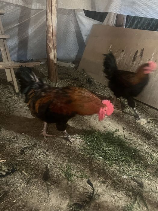 Петухи марана.