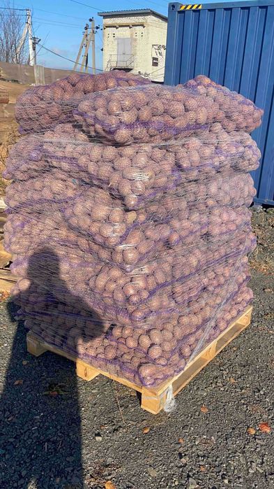 Картопля Товарна Гуртом, Якість із ПДВ