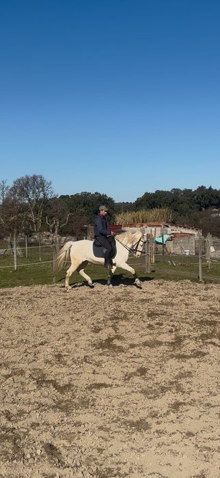 Cavalo Isabel montado e engatado