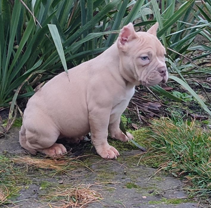 American bully pocket !