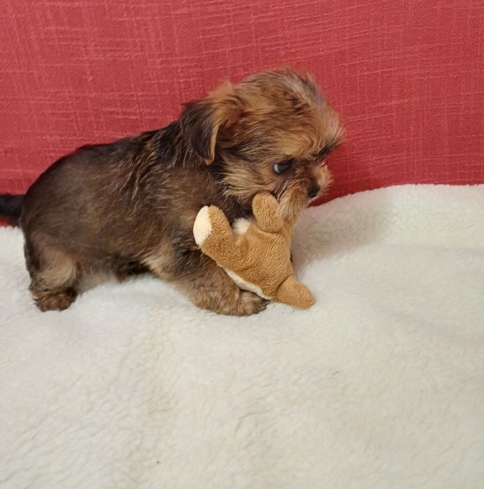 Срочно шикарные щенки йоркширский терьер