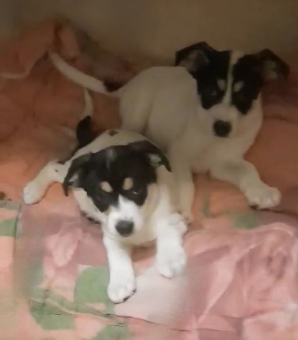 Отдам даром в добрые руки щенков