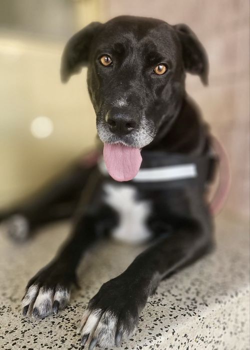 Cadela para adoção responsável