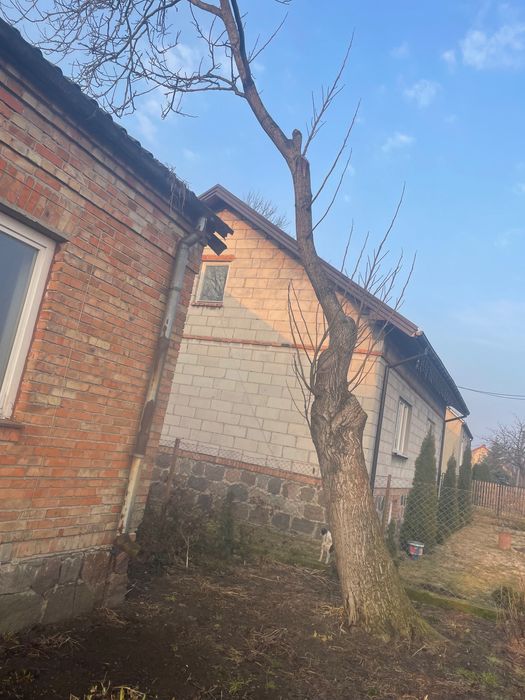 Orzech włoski w klocu