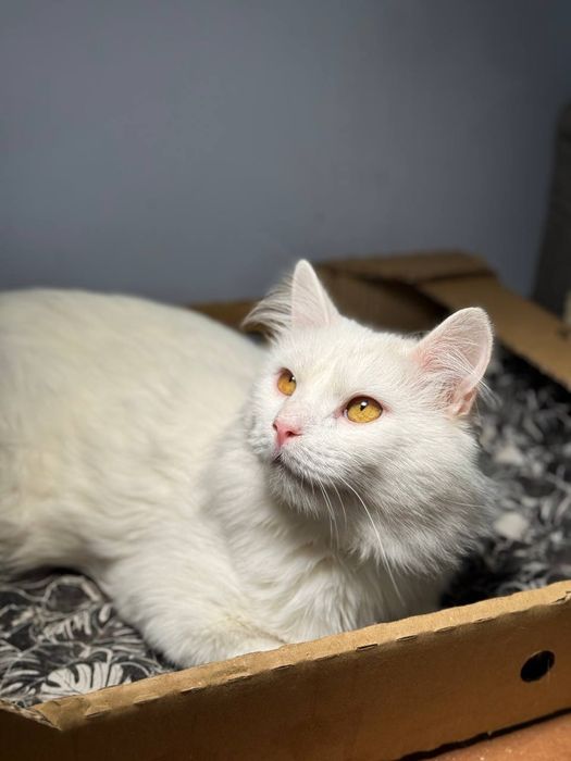 Красивый белый пушистый кот в надёжные руки