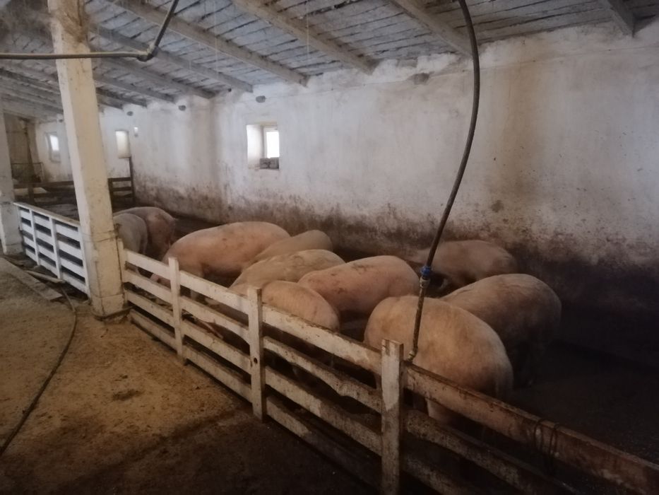 Продам молодих кабанчиків,вага 150-170кг.