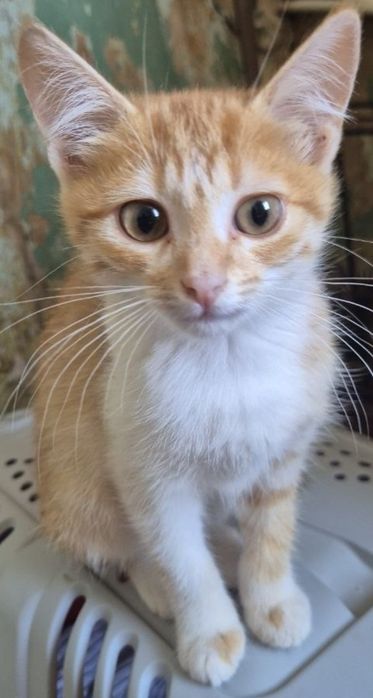 Котики и кошечки на выбор.