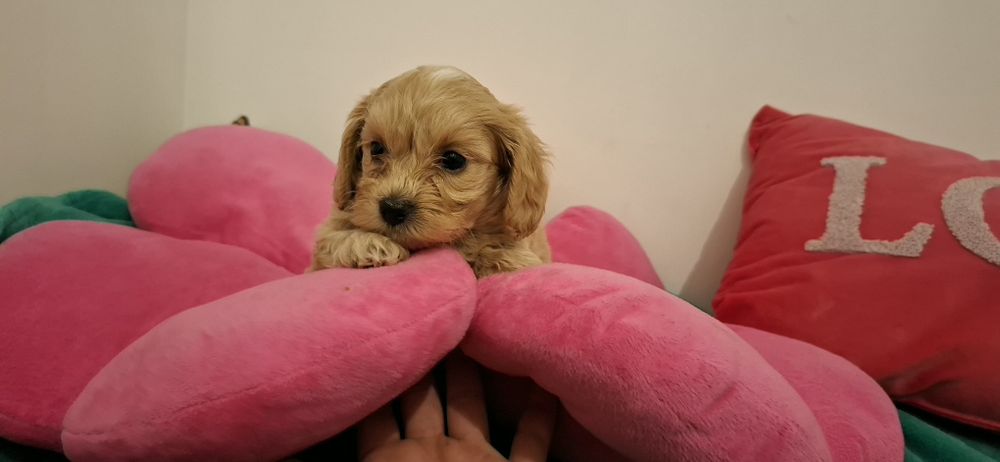 Maltipoo xs piesek