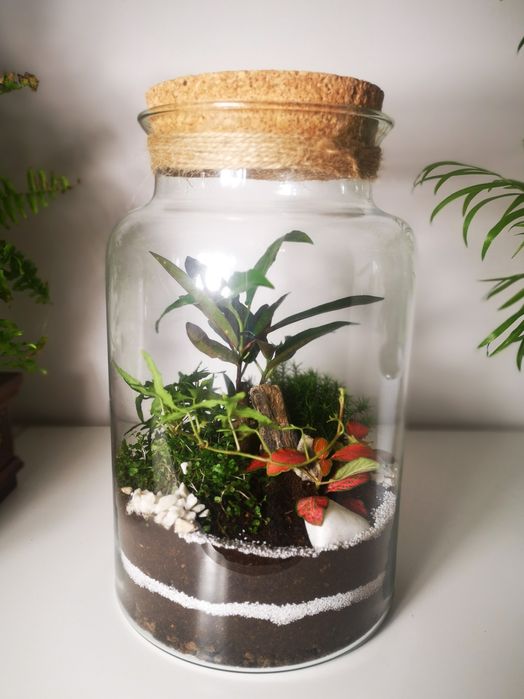 LAS W SŁOIKU - Ogród w szkle -Święta-Idealny na prezent