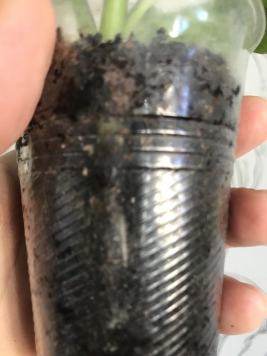 Эпипремнум  Глобал Грин