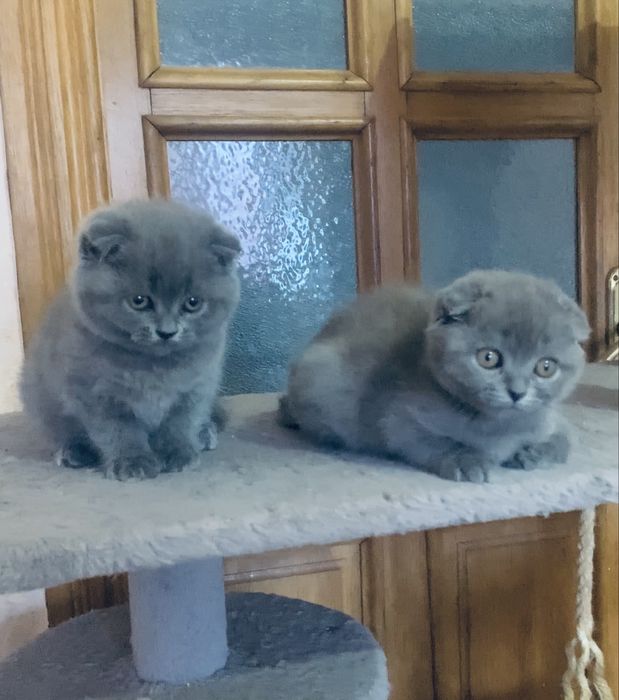 Дівчатка  шотландські  фолд