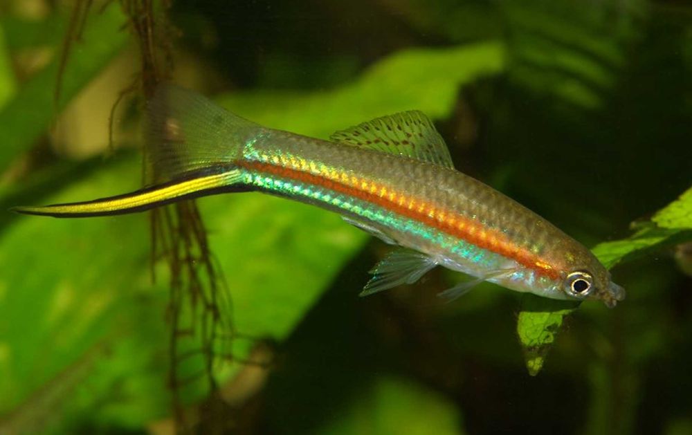 Mieczyk Hellera odmiana ZIELONA - Xiphophorus helleri - dowozimy