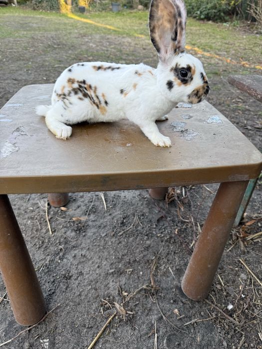 Samczyk rex trojbarwny