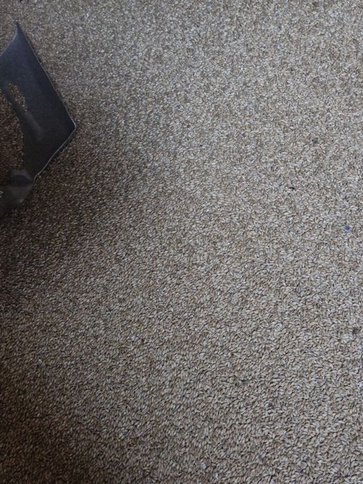 Czyste i suche pszenżyto