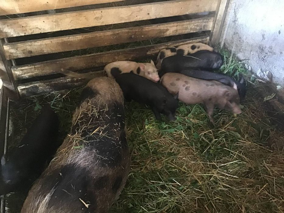 Продам в'єтнамські свинки