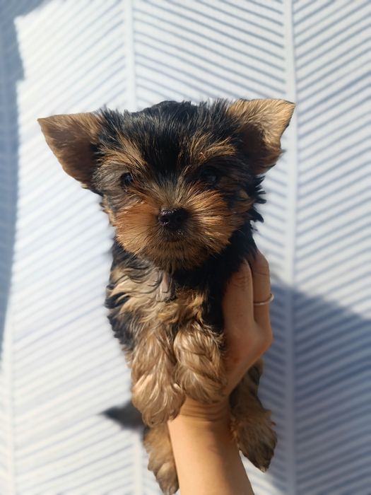 Мальчишки и девченка Йорки