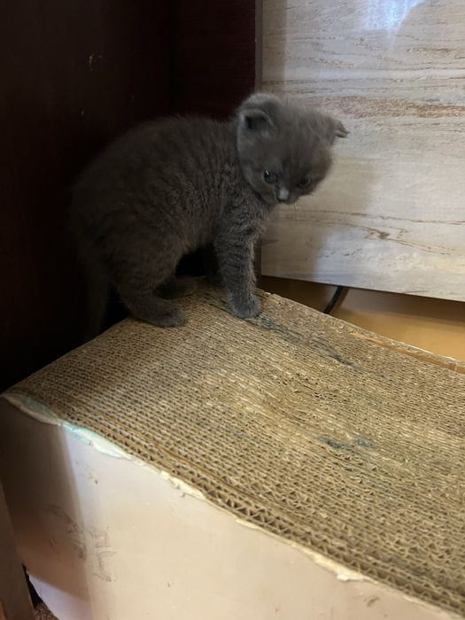 Шотландське вісловухе кошеня