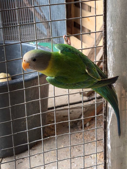 Cabeça de ameixa fêmeas