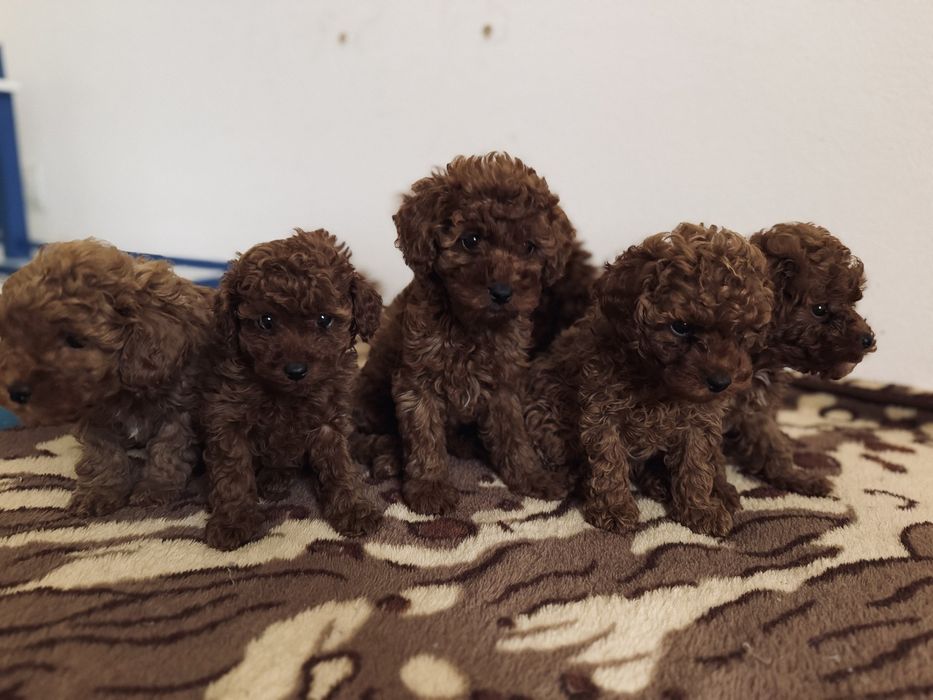 Шикарные малыши той пудель