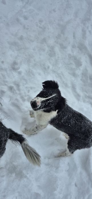 Sprzedam suczkę Border collie