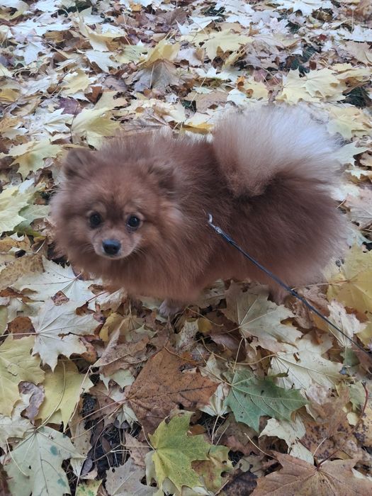 Шпіц Померанський малий в'язка