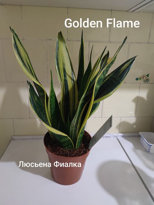 Колекційні сансев'єрії