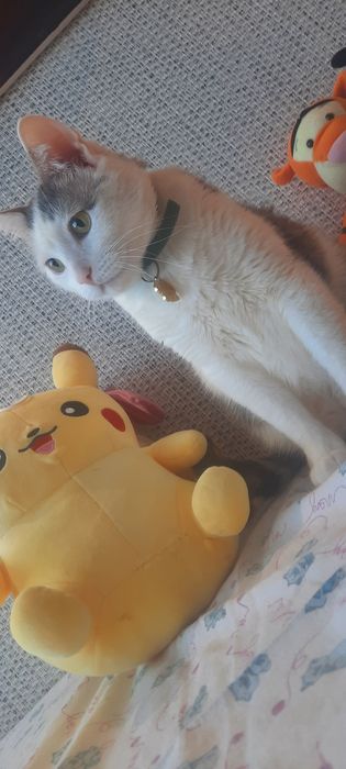Котик шукає батьків