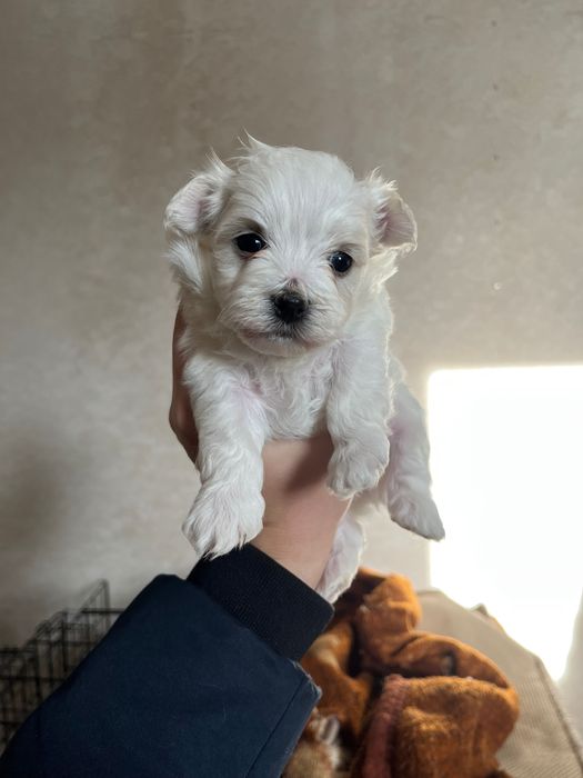 Szczenię maltańczyk