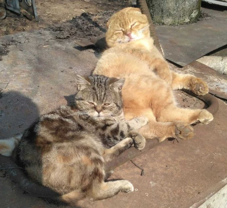 Кошеня/Коти/Котенята/котята