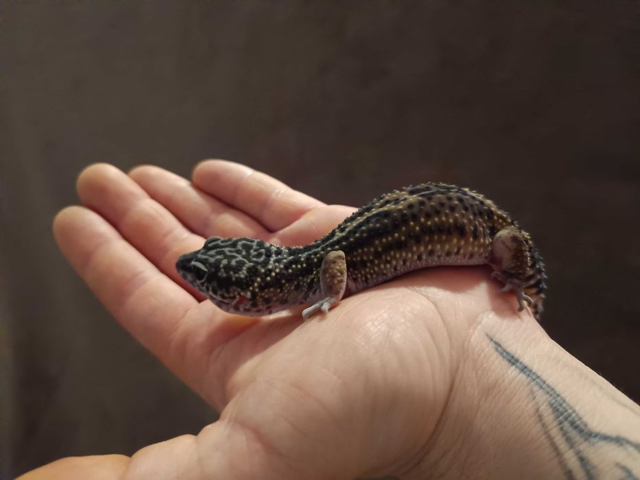 Gekon lamparci Black Pearl