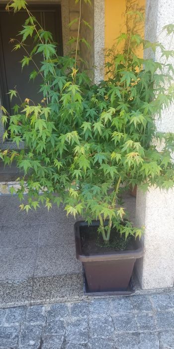 Plantas de ACER - (bordo Japonês)