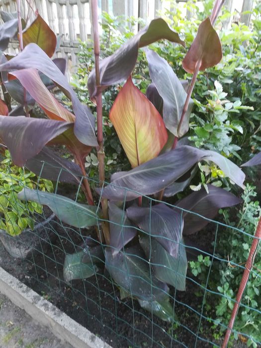 KANNA - Paciorecznik ( sadzonka )