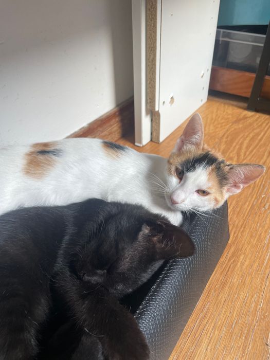 Gatos para adoção vacinados