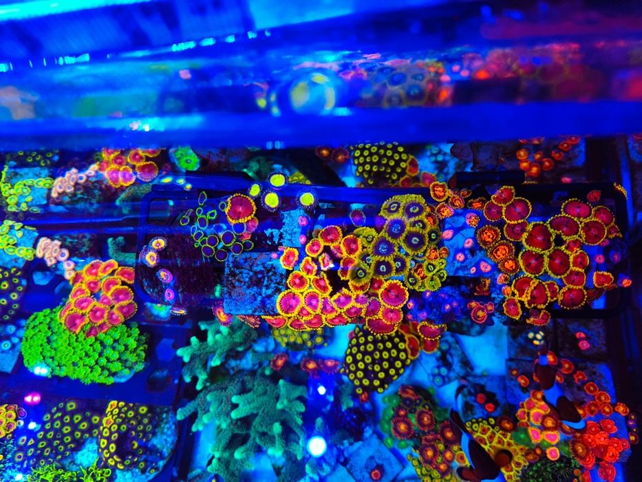 Koralowce różne rodzaje