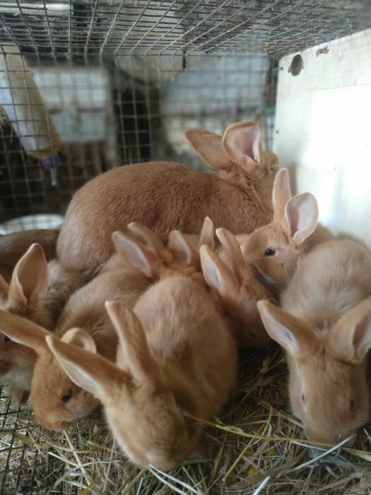 Продам кролі Бургунці