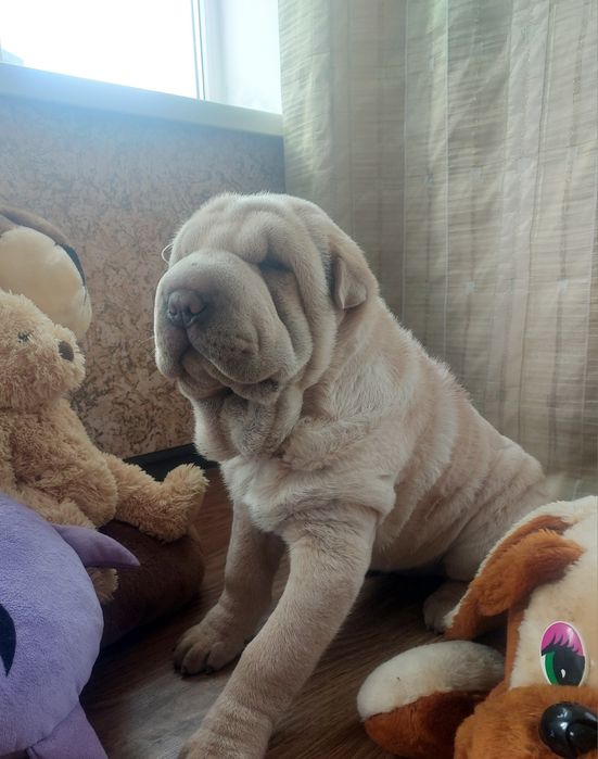 Шикарная голубогенная девочка.