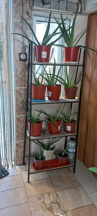 Vaso com Aloe Vera / Alo Vera pot
