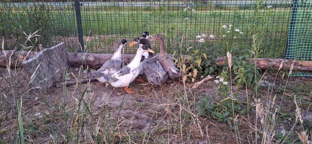 Kaczki Pekin Maximus Niebieskie