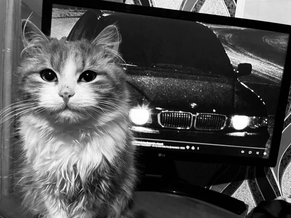 Котик в добрі руки