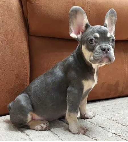 Дівчинка французького бульдога